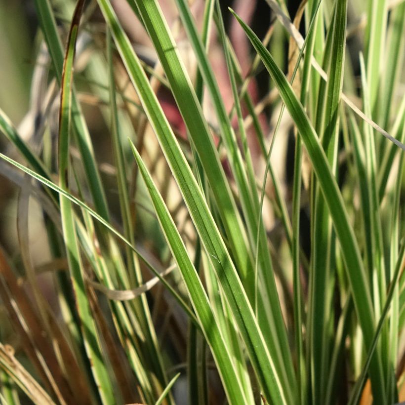 Carex brunnea Aureovariegata - Segge (Foliage)