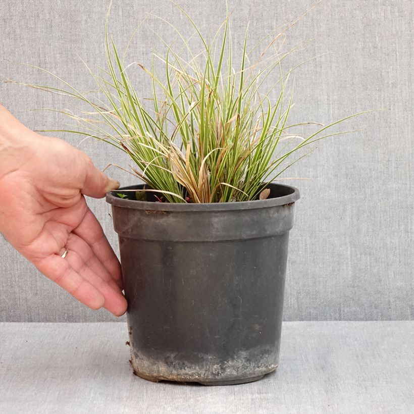 Example of Carex brunnea Aureovariegata - Segge Topf mit 2L/3L as you get in printemps
