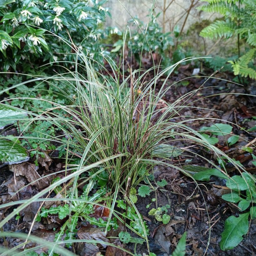 Carex brunnea Variegata - Segge (Wuchs)