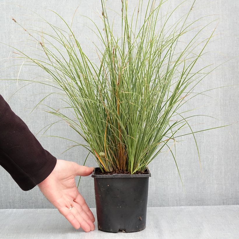 Exemplar von Carex brunnea Variegata - Segge Topf mit 2L/3L wie im Herbst geliefert