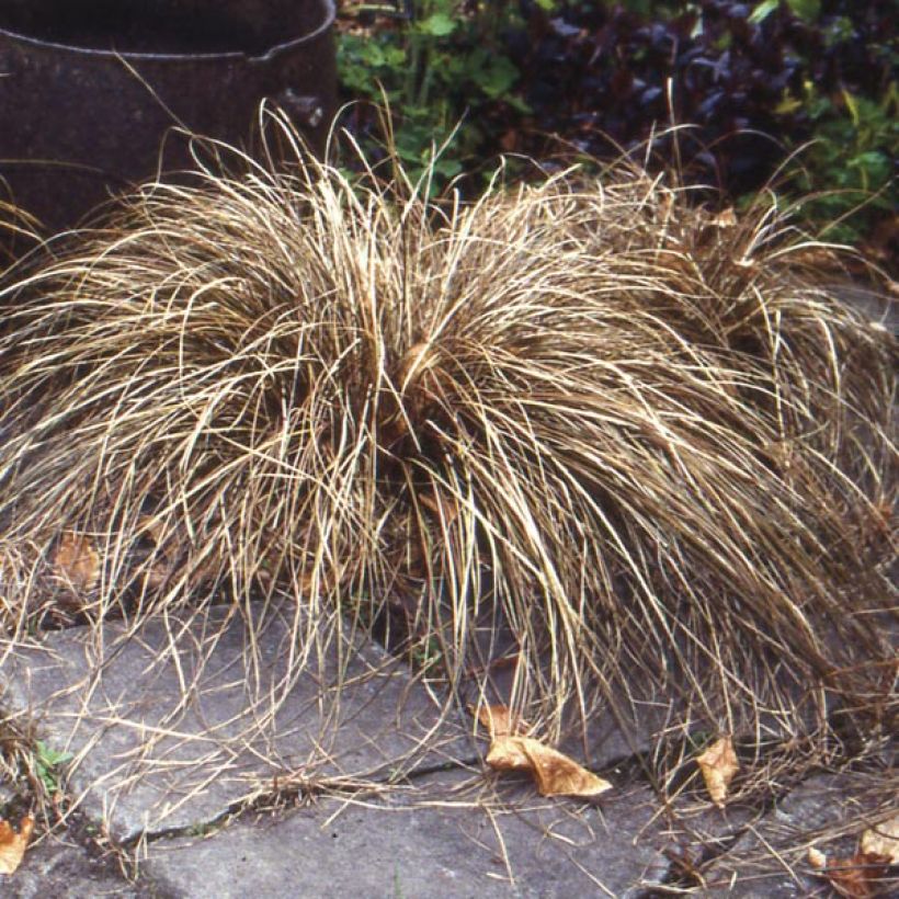 Carex buchananii - Fuchsrote Neuseeland-Segge (Wuchs)