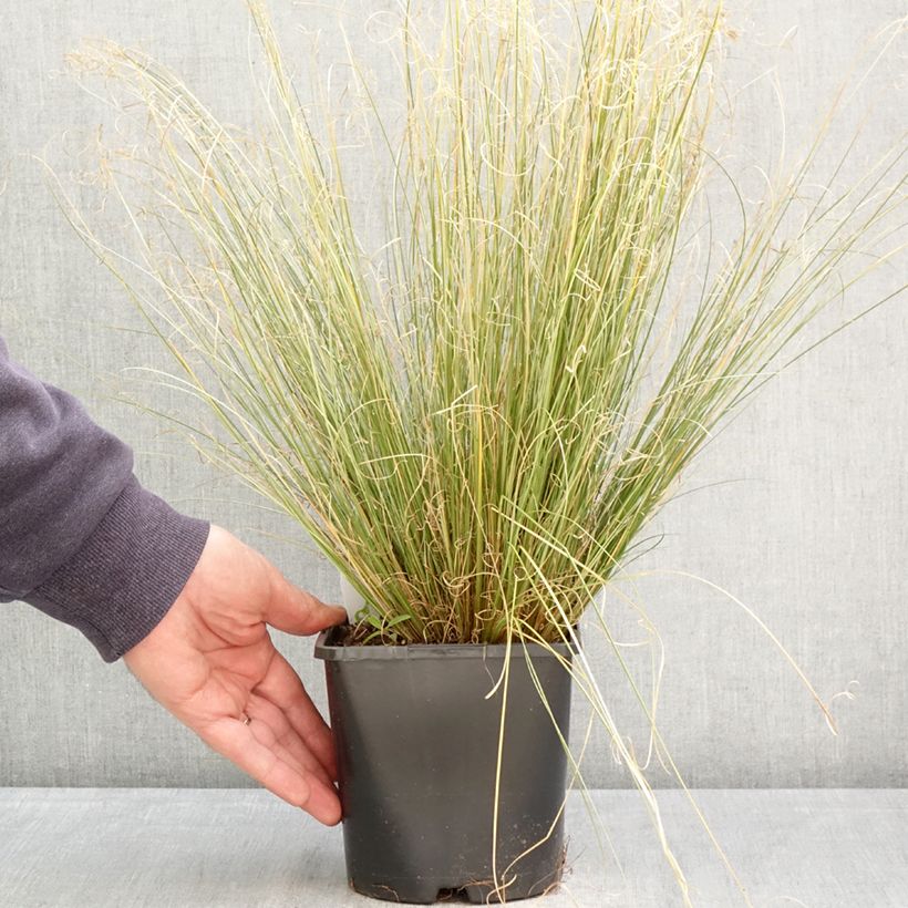 Exemplar von Carex buchananii Green Twist - Fuchsrote Neuseeland-Segge Topf mit 1,5L/2L wie im Frühjahr geliefert