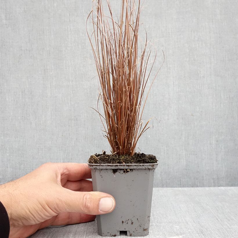 Exemplar von Carex buchananii Red Rooster - Fuchsrote Neuseeland-Segge Kleine Töpfe von 8/9 cm wie im Herbst geliefert