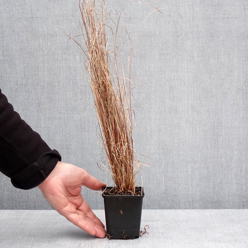 Exemplar von Carex buchananii Red Rooster - Laîche de Buchanan Godet de 8/9 cm wie im Winter geliefert