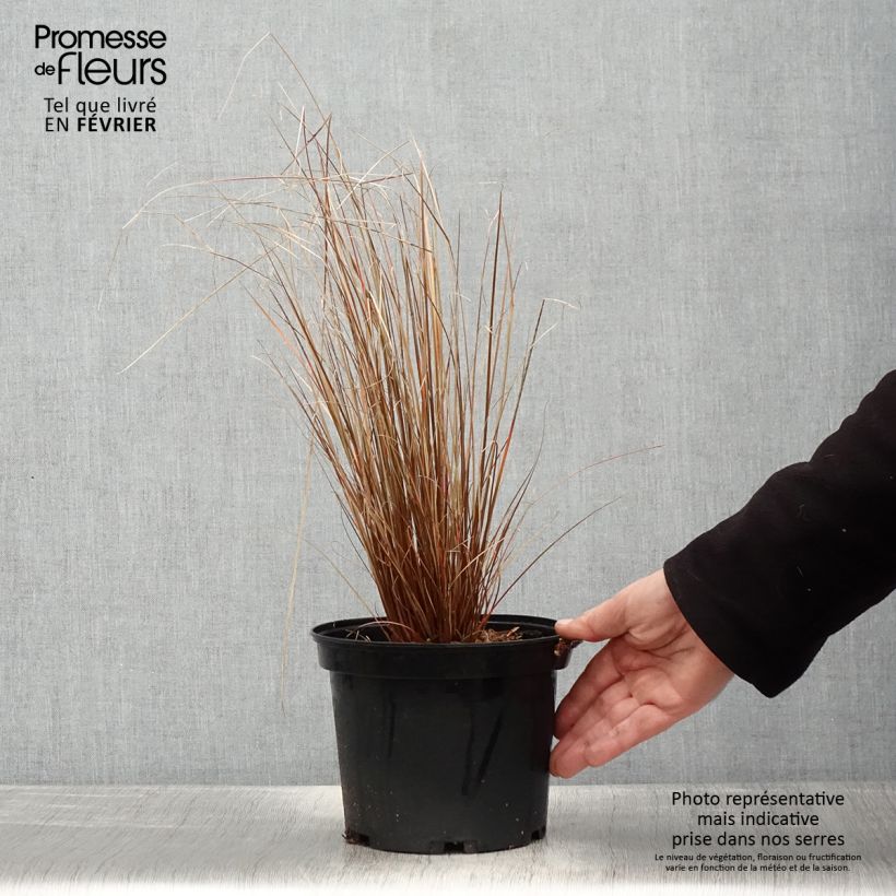 Exemplar von Carex buchananii Red Rooster - Laîche de Buchanan Pot de 2L/3L wie im Winter geliefert