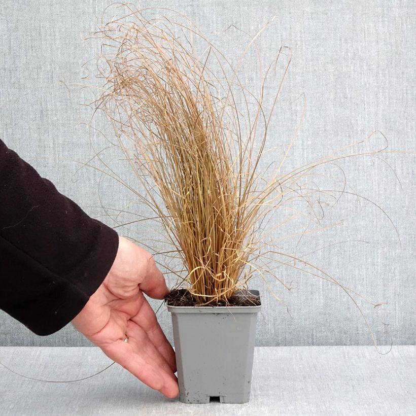 Example of Carex comans Bronco - Neuseeländische Segge Kleine Töpfe von 8/9 cm as you get in printemps