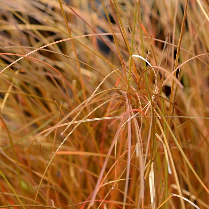Carex comans Bronze Form - Neuseeländische Segge (Foliage)
