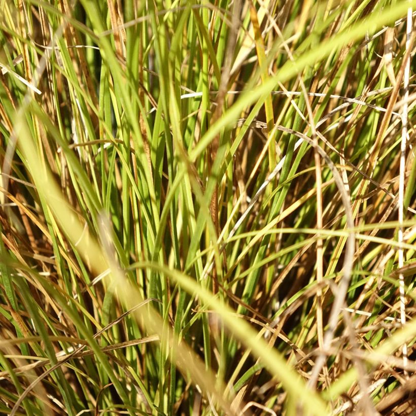 Carex comans Phoenix Green - Neuseeländische Segge (Foliage)