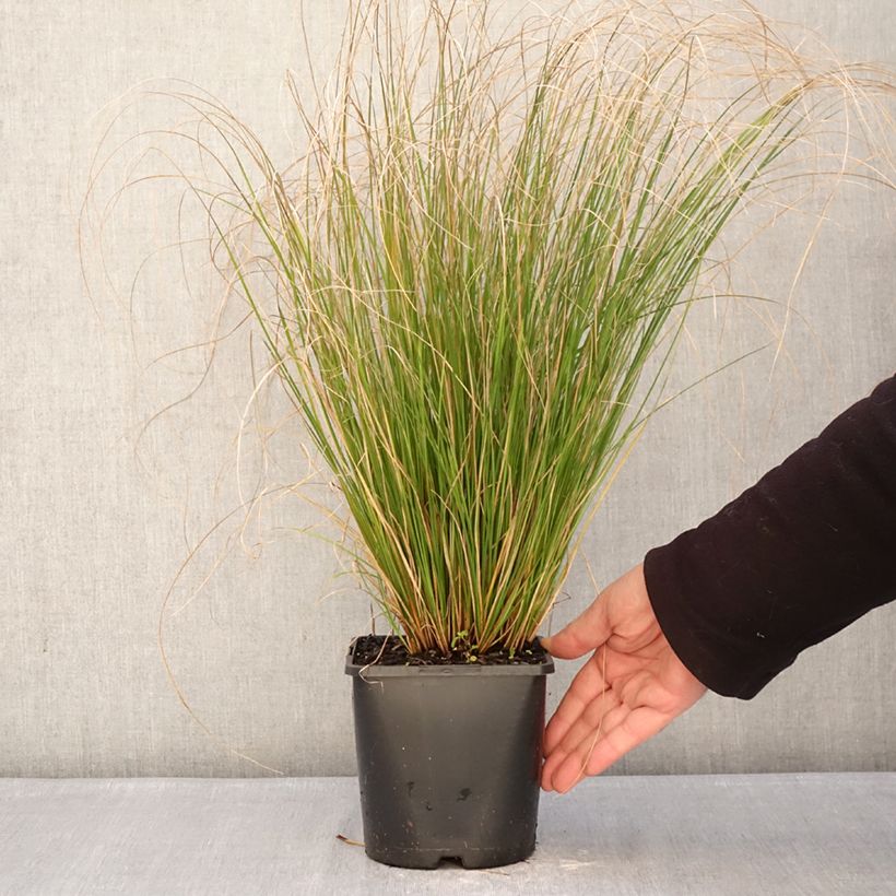 Example of Carex comans Phoenix Green - Neuseeländische Segge Topf mit 1,5L/2L as you get in hiver