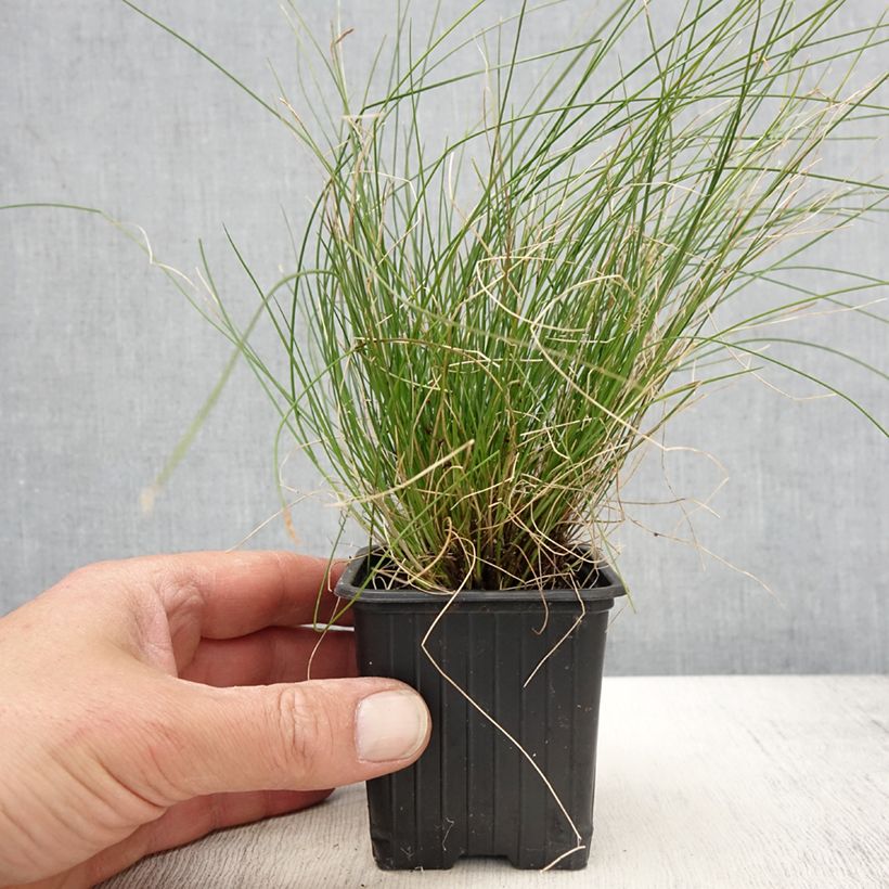 Example of Carex davalliana - Davalls-Seege Kleine Töpfe von 8/9 cm as you get in printemps