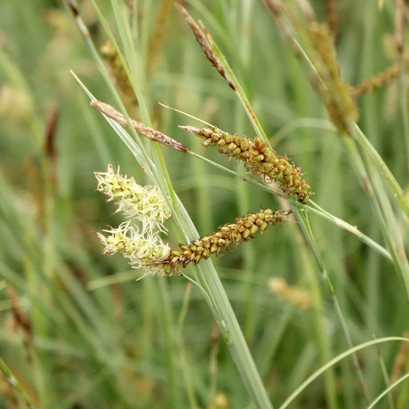 Carex flacca Blue Zinger - Blaugrüne Segge (Blüte)