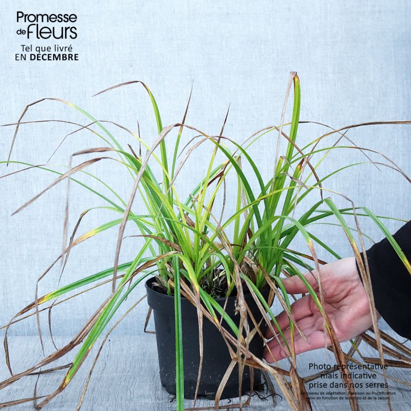 Exemplar von Carex grayi - Laîche massue Pot de 2L/3L wie im Herbst geliefert
