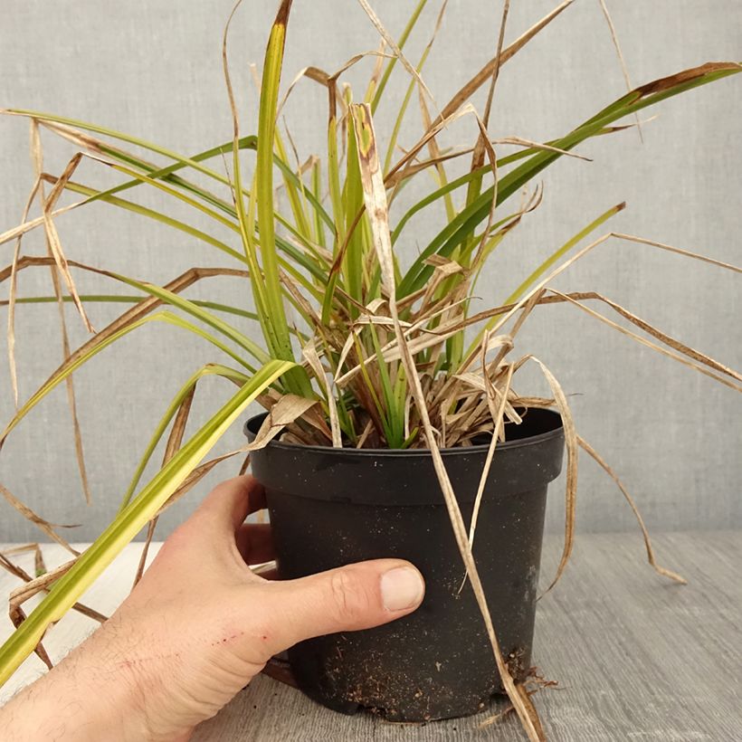 Example of Carex grayi - Morgenstern-Segge Topf mit 2L/3L as you get in printemps