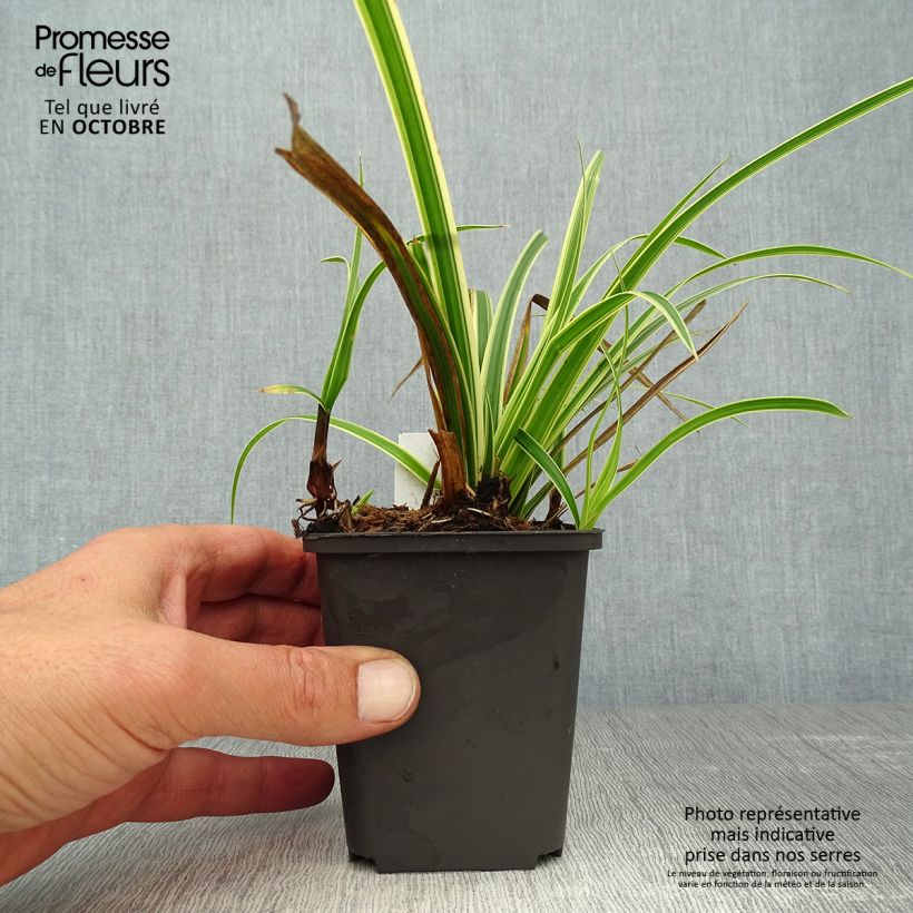 Exemplar von Carex morrowii subsp. foliosissima Aureovariegata - Japan-Segge Kleine Töpfe von 8/9 cm wie im Herbst geliefert