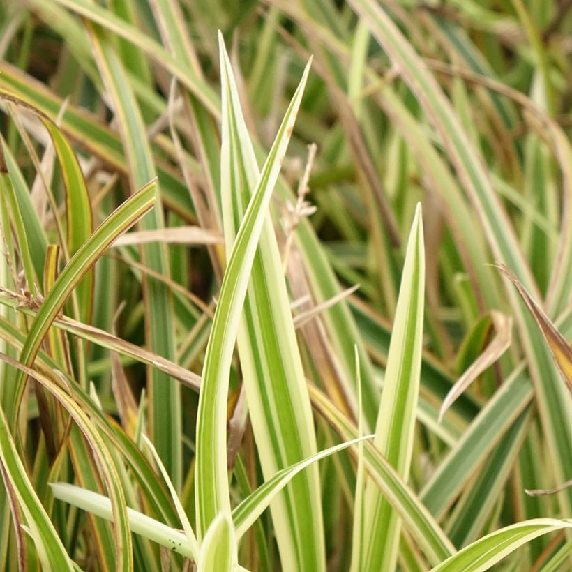 Carex morrowii Goldband - Japan-Segge (Foliage)