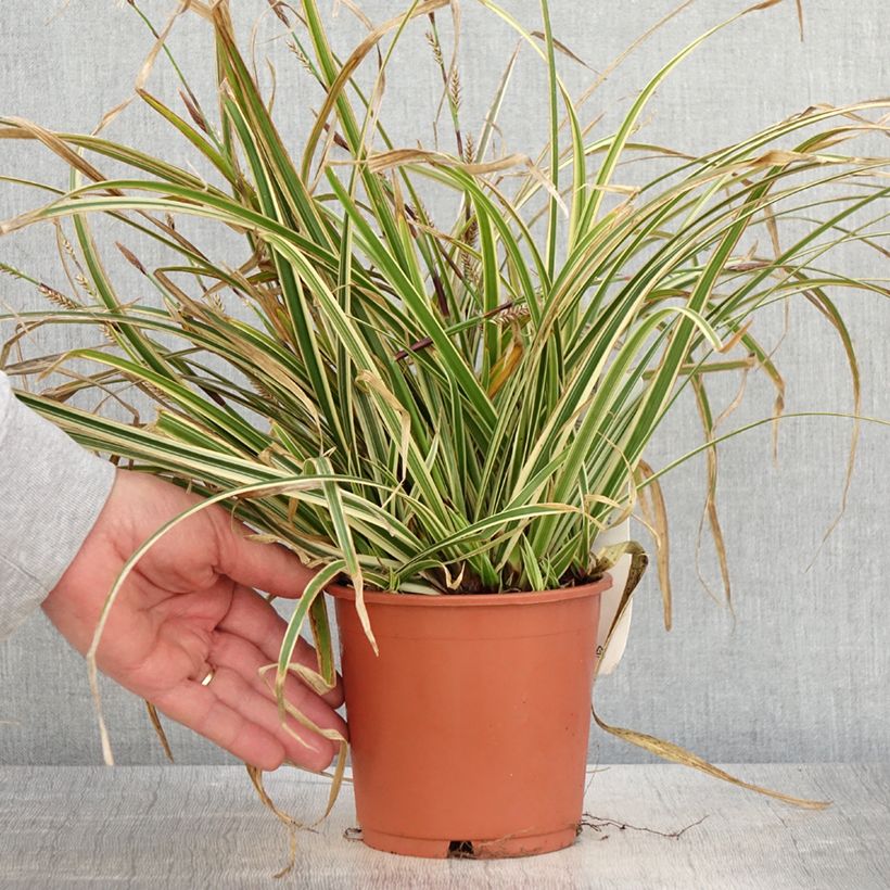 Example of Carex morrowii Goldband - Japan-Segge Topf mit 1L/1,5L as you get in printemps