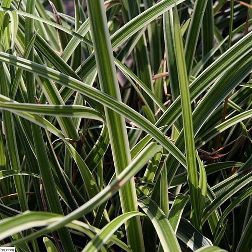 Carex morrowii Variegata - Japan-Segge (Foliage)
