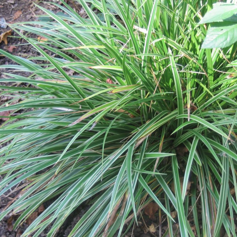 Carex morrowii Variegata - Japan-Segge (Plant habit)