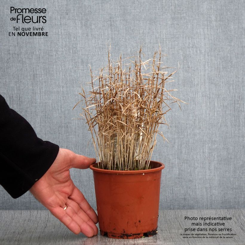 Exemplar von Carex muskingumensis Little Midge - Laîche d'Amérique Pot de 1L/1,5L wie im Herbst geliefert
