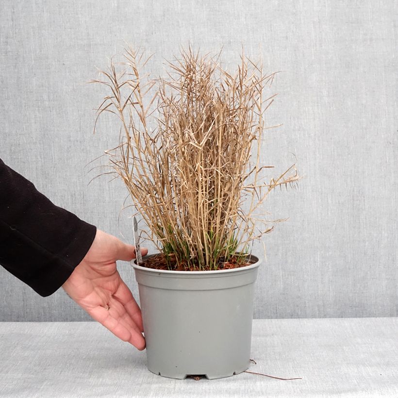 Exemplar von Carex muskingumensis Little Midge - Laîche d'Amérique Pot de 3L/4L wie im Winter geliefert