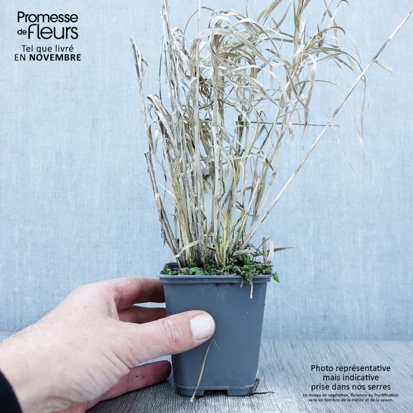 Exemplar von Carex muskingumensis Oehme - Palmwedel-Segge Kleine Töpfe von 8/9 cm wie im Herbst geliefert