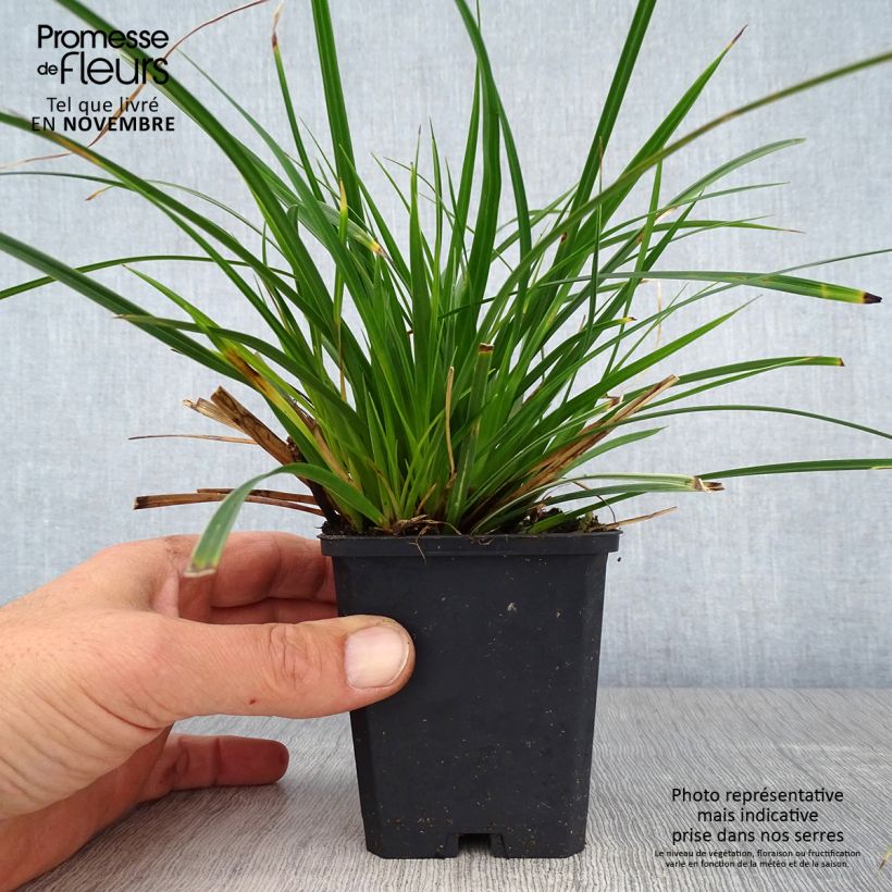 Exemplar von Carex muskingumensis variegata - Palmwedel-Segge Kleine Töpfe von 8/9 cm wie im Herbst geliefert