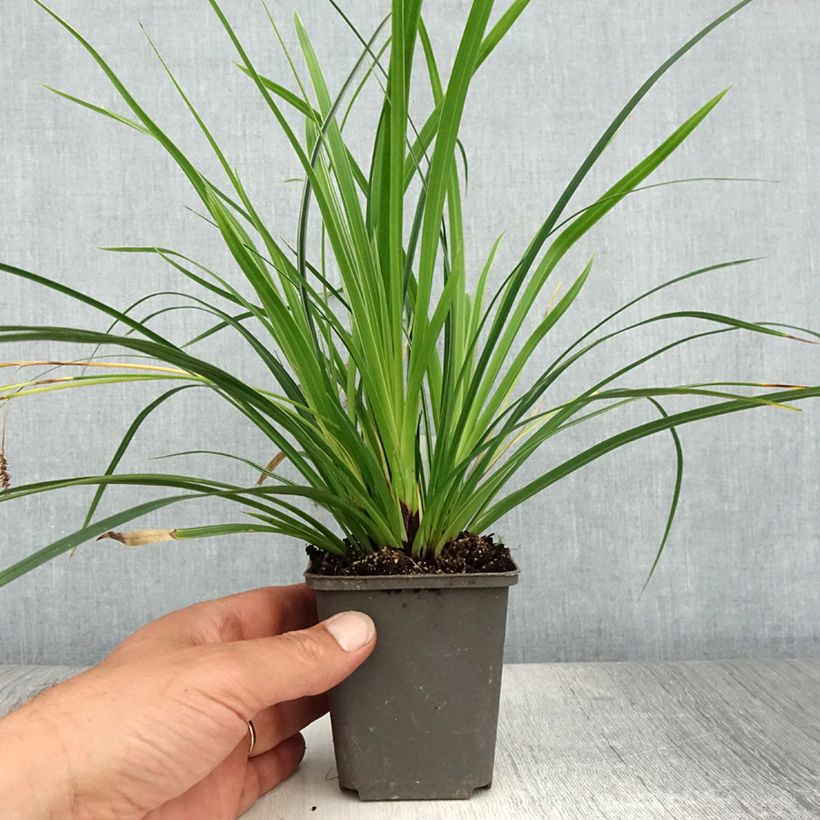 Exemplar von Carex muskingumensis variegata - Palmwedel-Segge Kleine Töpfe von 8/9 cm wie im Sommer geliefert