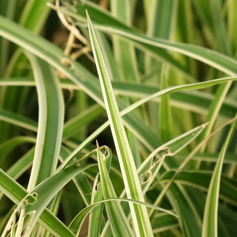 Carex muskingumensis variegata - Palmwedel-Segge (Laub)