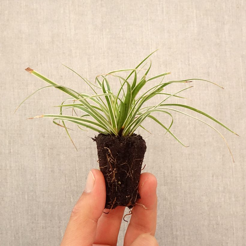 Exemplar von Carex oshimensis Everest - Oshima-Segge Mini-Plug Ø 3/4 cm wie im Herbst geliefert