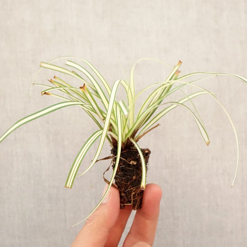 Exemplar von Carex oshimensis Evergold - Oshima-Segge Mini-Plug Ø 3/4 cm wie im Herbst geliefert