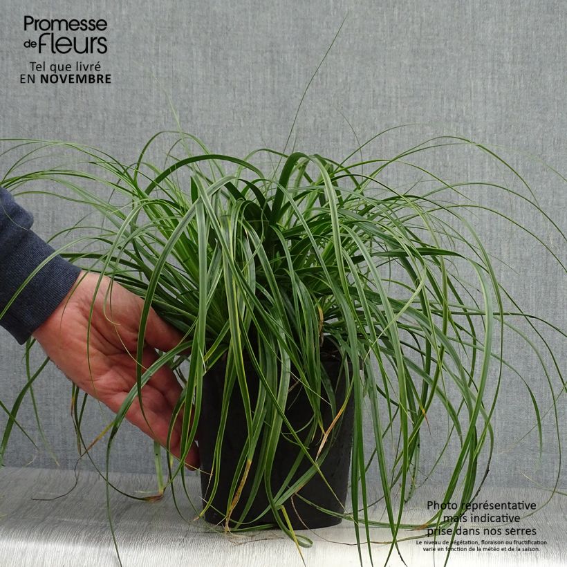 Exemplar von Carex oshimensis EverColor Everlime - Oshima-Segge Topf mit 2L/3L wie im Herbst geliefert