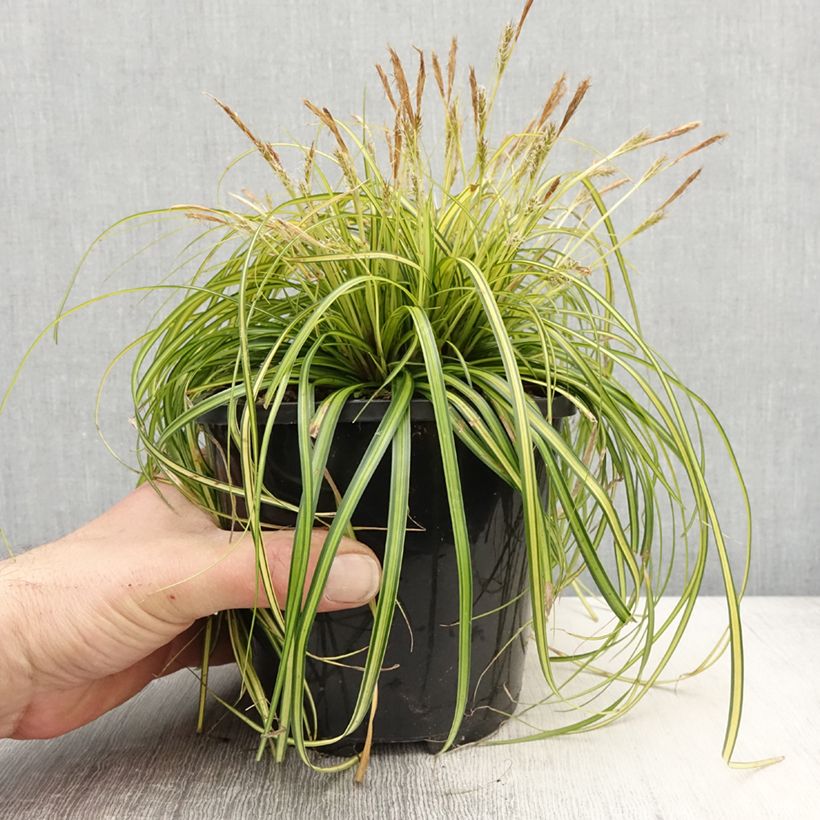 Example of Carex oshimensis EverColor Eversheen - Oshima-Segge Topf mit 2L/3L as you get in printemps