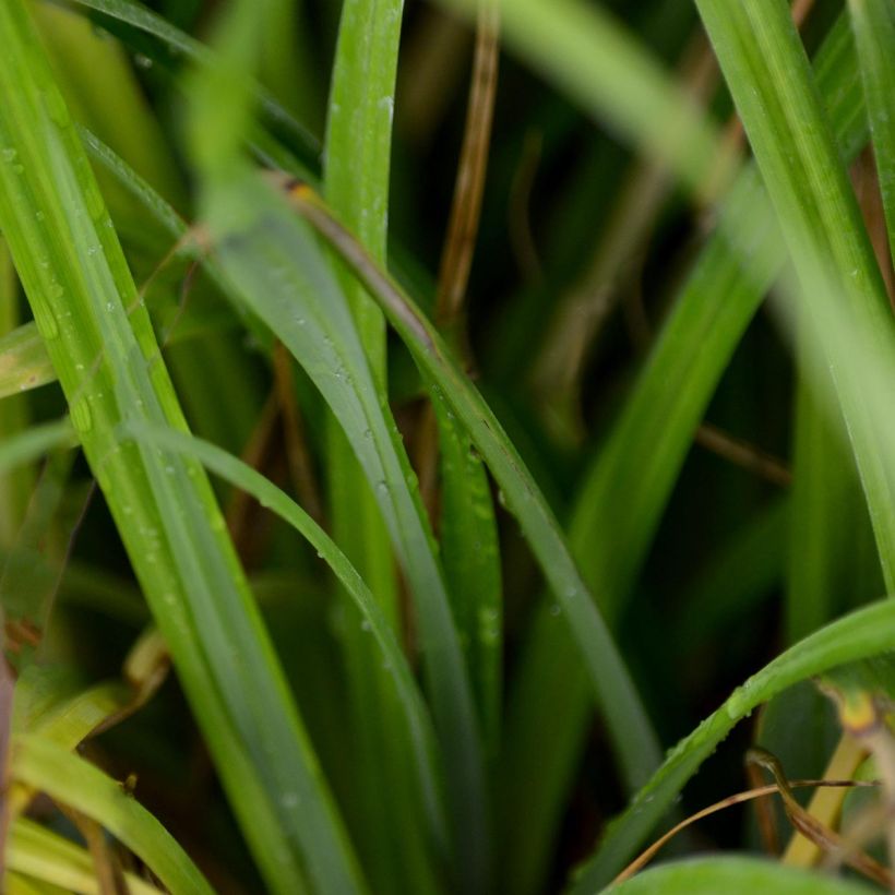 Carex pendula - Hänge-Segge (Foliage)