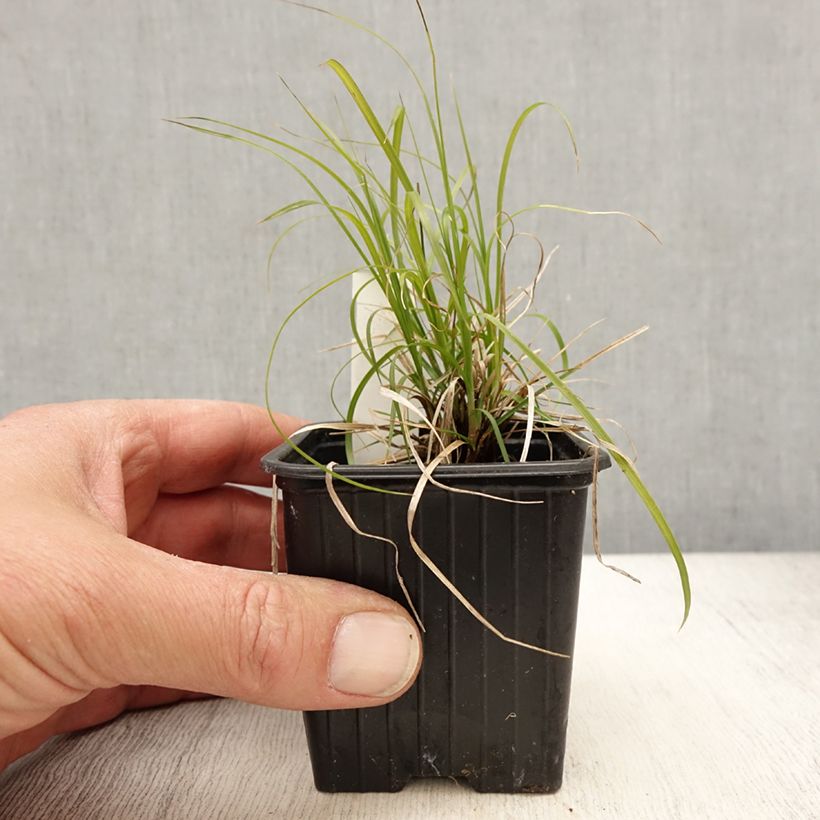 Exemplar von Carex pensylvanica - Carex ou Laîche de Pennsylvanie Kleine Töpfe von 8/9 cm wie im Frühjahr geliefert