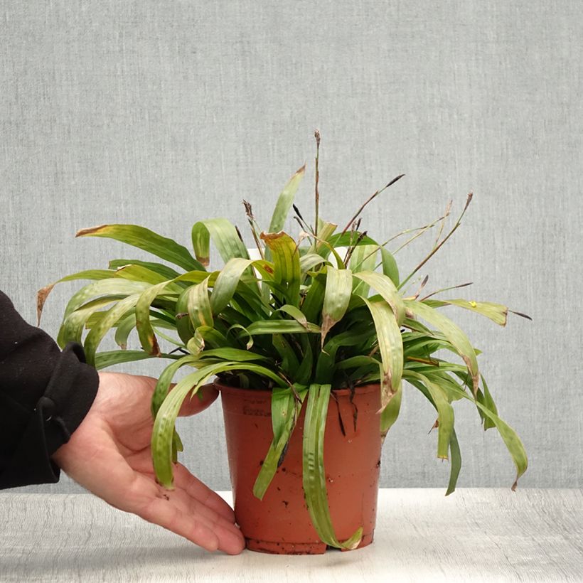 Exemplar von Carex plantaginea - Breitblatt-Segge Topf mit 1L/1,5L wie im Sommer geliefert