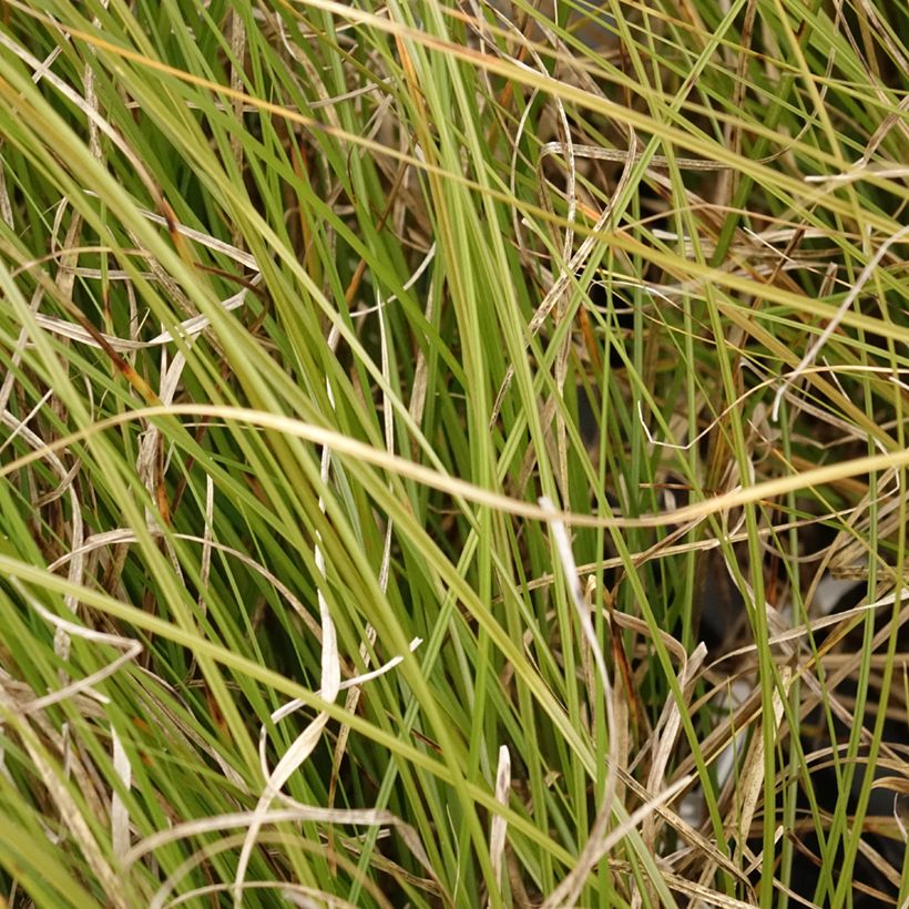 Carex secta - Laîche (Laub)