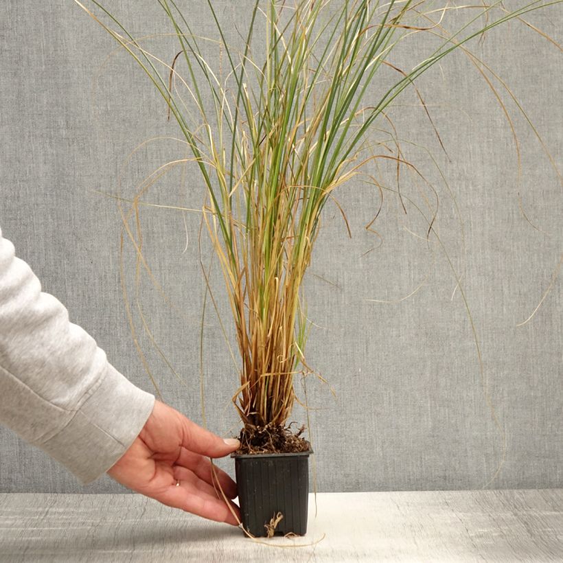 Exemplar von Carex secta - Laîche Kleine Töpfe von 8/9 cm wie im Frühjahr geliefert
