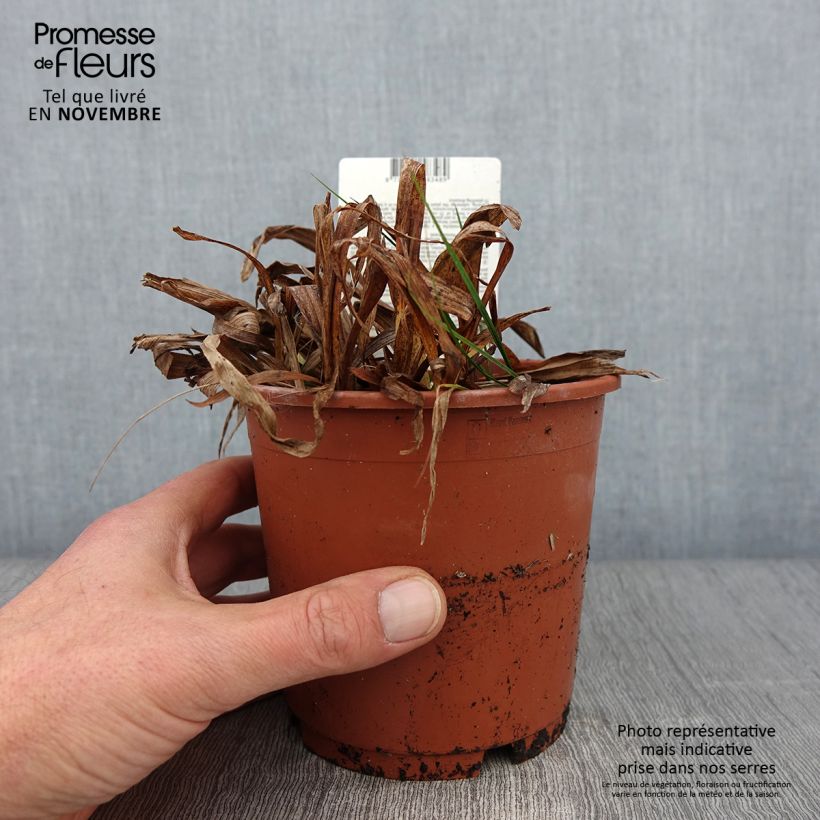 Exemplar von Carex siderosticta Variegata - Laîche Pot de 1L/1,5L wie im Herbst geliefert