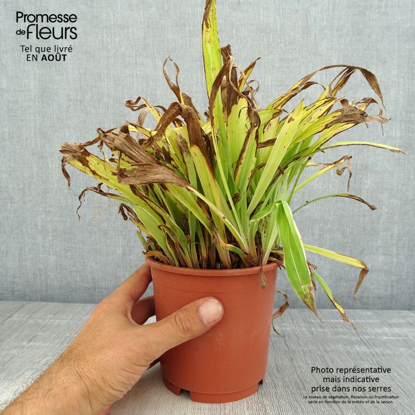 Exemplar von Carex siderosticha Variegata Topf mit 1L/1,5L wie im Sommer geliefert