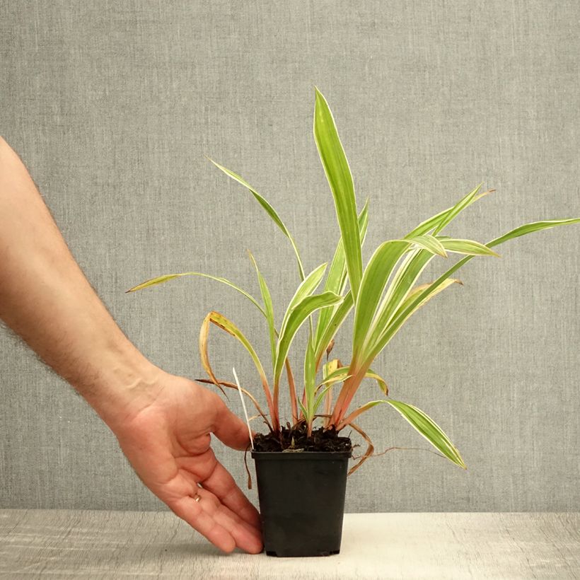 Exemplar von Carex siderosticha Variegata Kleine Töpfe von 8/9 cm wie im Sommer geliefert