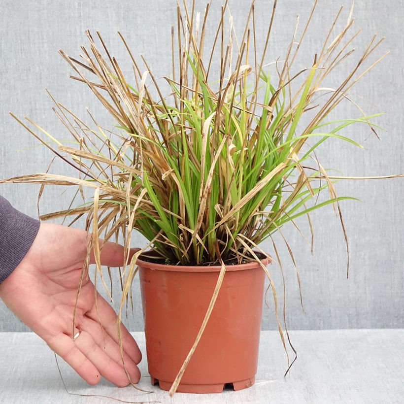 Exemplar von Carex sylvatica - Wald-Segge Topf mit 1L/1,5L wie im Herbst geliefert