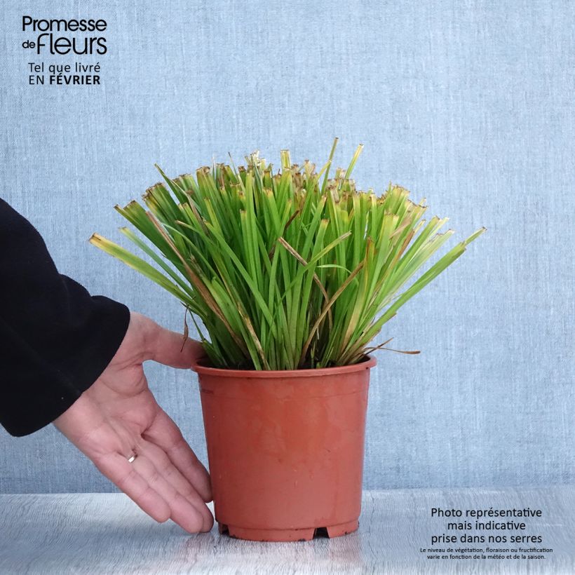 Exemplar von Carex sylvatica - Laîche des bois Pot de 1L/1,5L wie im Winter geliefert