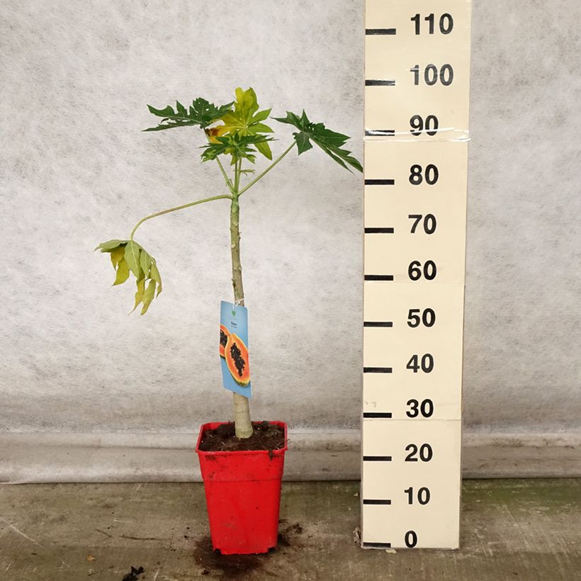 Exemplar von Melonenbaum - Carica papaya Topf mit 6L/7L wie im Herbst geliefert