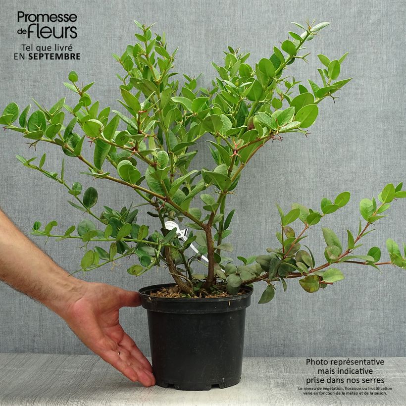 Exemplar von Carissa macrocarpa Topf mit 2L/3L wie im Herbst geliefert