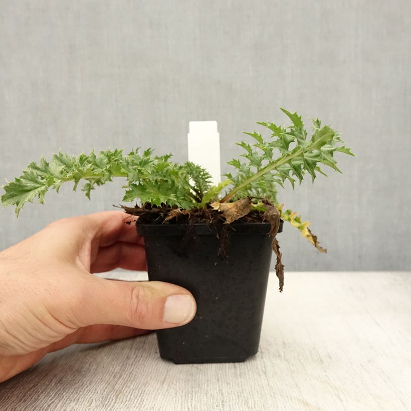 Exemplar von Carlina acaulis subsp. simplex Bronze - Einfache Silberdistel Kleine Töpfe von 8/9 cm wie im Herbst geliefert