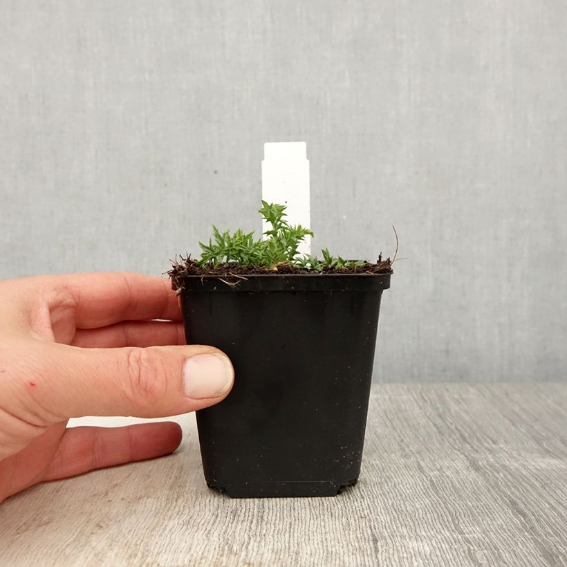 Exemplar von Carlina acaulis subsp. simplex - Einfache Silberdistel Kleine Töpfe von 8/9 cm wie im Frühjahr geliefert