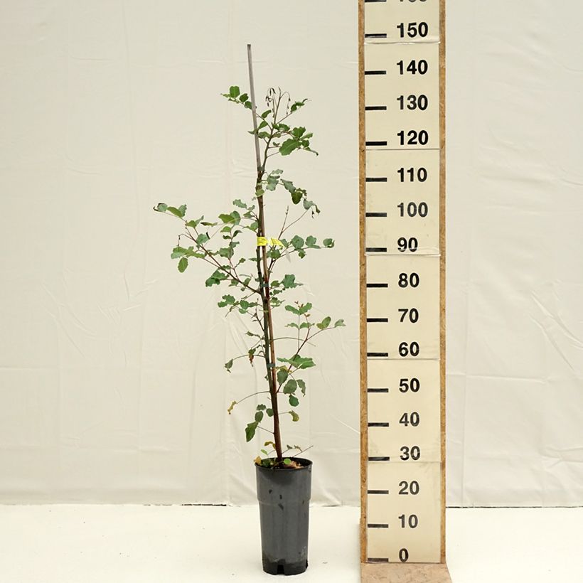 Example of Johannisbrotbaum - Ceratonia siliqua Topf mit 6L/7L as you get in printemps