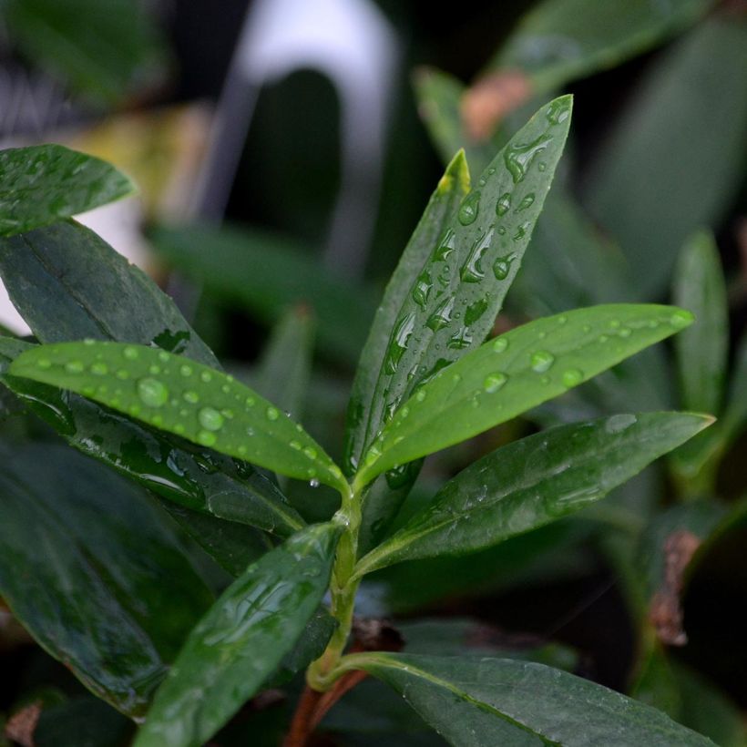 Carpenteria californica - Baum-Anemone (Foliage)