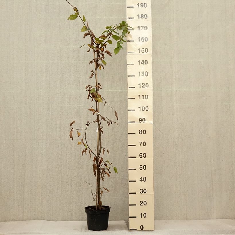 Exemplar von Hainbuche - Carpinus betulus Topf mit 4L/5L wie im Herbst geliefert