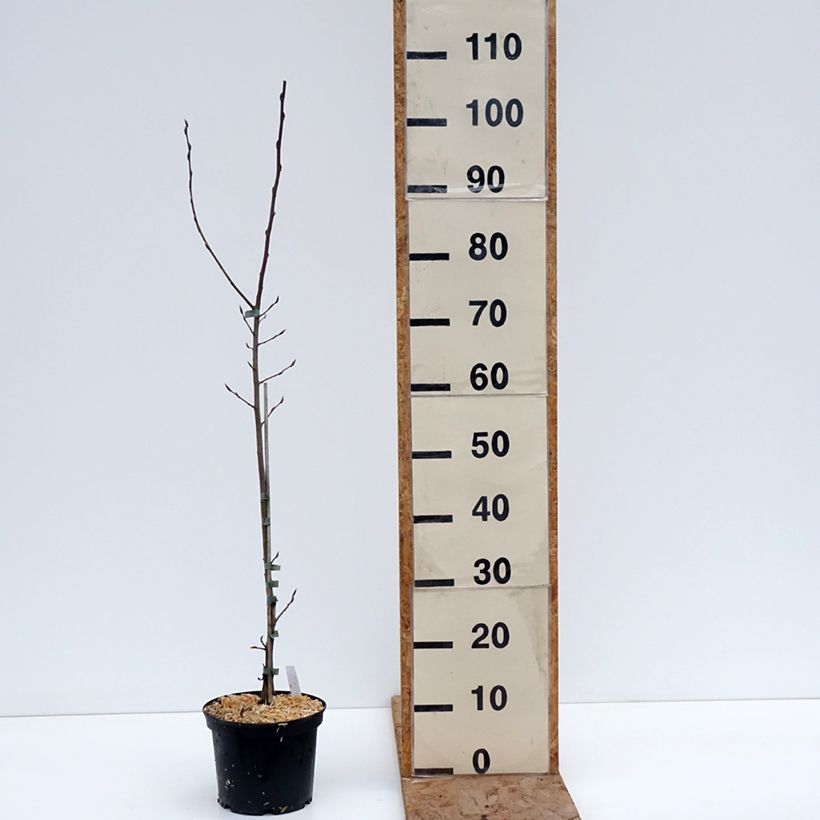 Exemplar von Hainbuche A. Beeckman - Carpinus betulus Topf mit 3L/4L wie im Winter geliefert